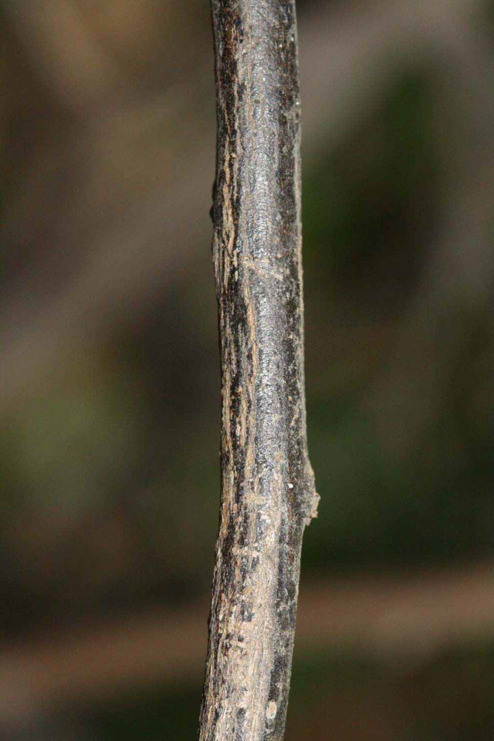              Second - third year twig (Riverside, CA)       